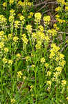 Garden yellowrocket